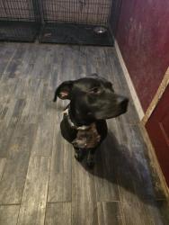 Lost Female Dog last seen Brown road and Maple Ridge, Calera, AL 35040
