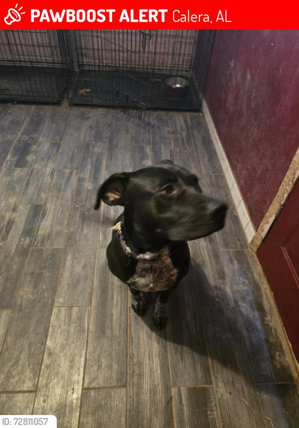 Lost Female Dog last seen Brown road and Maple Ridge, Calera, AL 35040