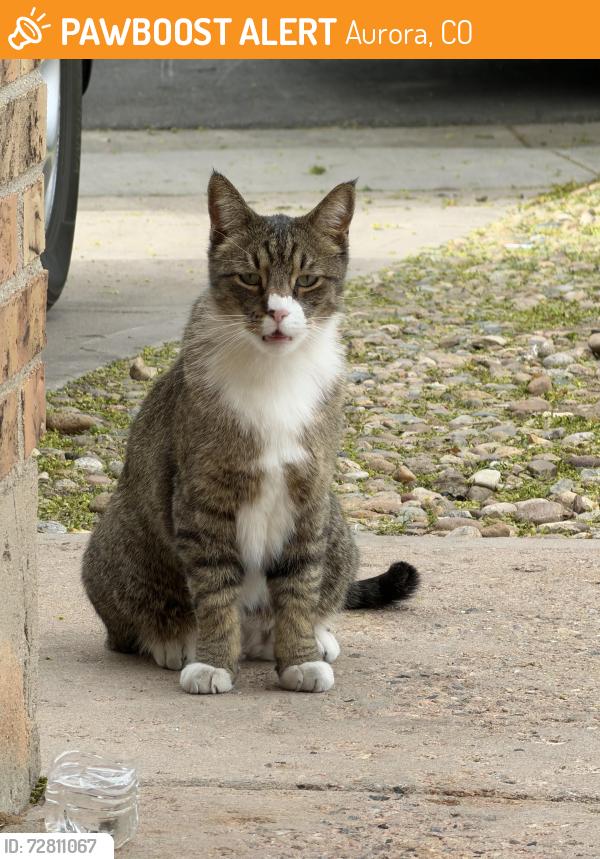 Found/Stray Unknown Cat last seen Dawson , Aurora, CO 80012