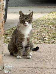 Found/Stray Unknown Cat last seen Dawson , Aurora, CO 80012