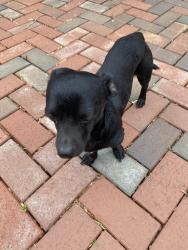 Found/Stray Unknown Dog last seen Winston Salem , Winston-Salem, NC 27105