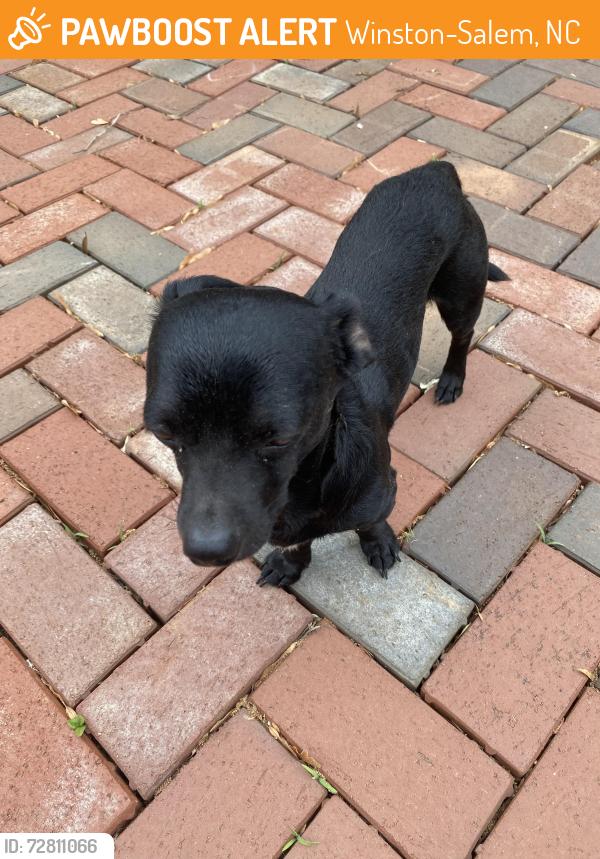 Found/Stray Unknown Dog last seen Winston Salem , Winston-Salem, NC 27105