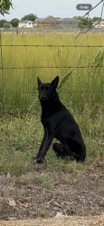 Found/Stray Unknown Dog last seen W community college Dr, Merced, CA 95348