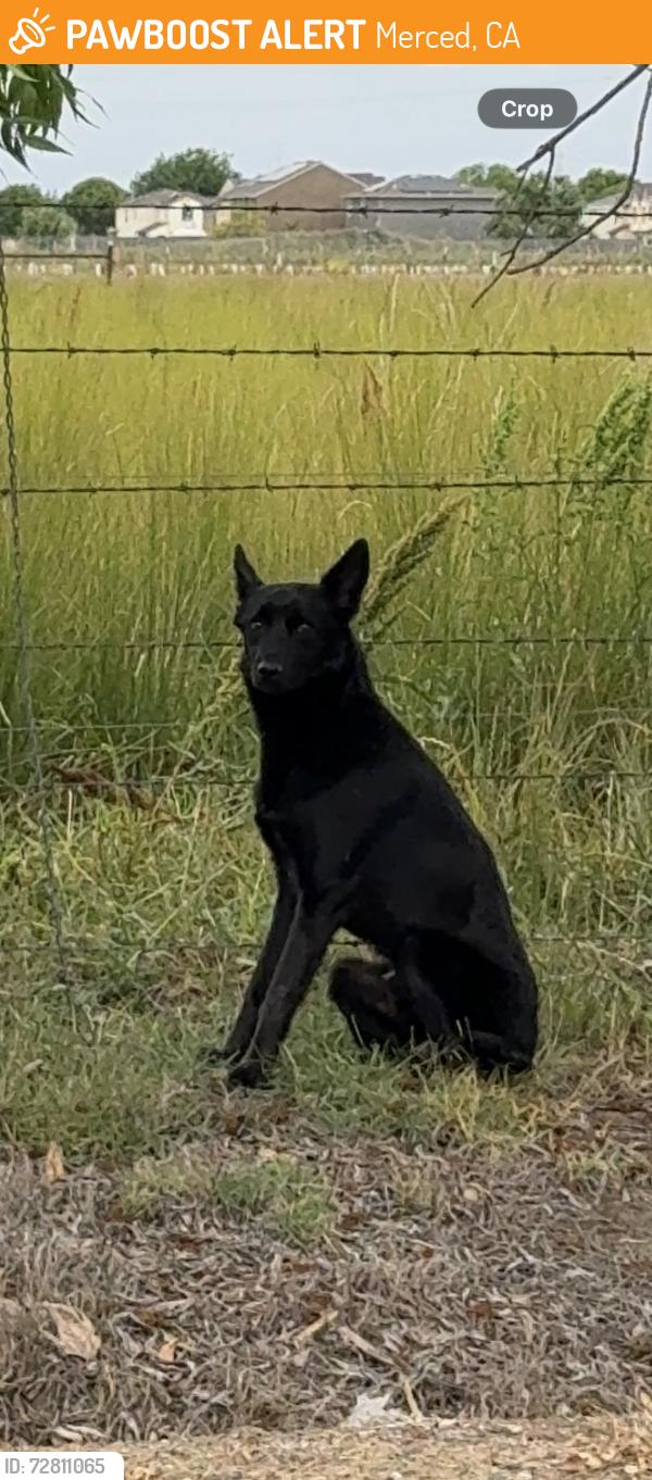 Found/Stray Unknown Dog last seen W community college Dr, Merced, CA 95348