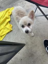 Found/Stray Unknown Dog last seen Pure rd, San Antonio, TX 78240