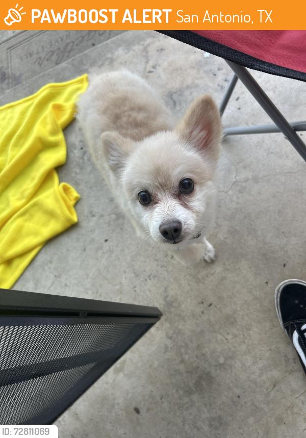 Found/Stray Unknown Dog last seen Pure rd, San Antonio, TX 78240