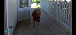 Found/Stray Male Dog last seen SE 158th AVE behind Church on E MillPlain, Vancouver, WA 98683