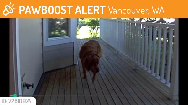 Found/Stray Male Dog last seen SE 158th AVE behind Church on E MillPlain, Vancouver, WA 98683
