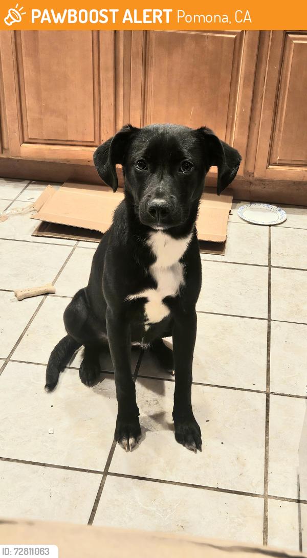 Found/Stray Female Dog last seen LaVerne, Pomona, CA 91799