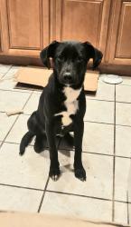 Found/Stray Female Dog last seen LaVerne, Pomona, CA 91799