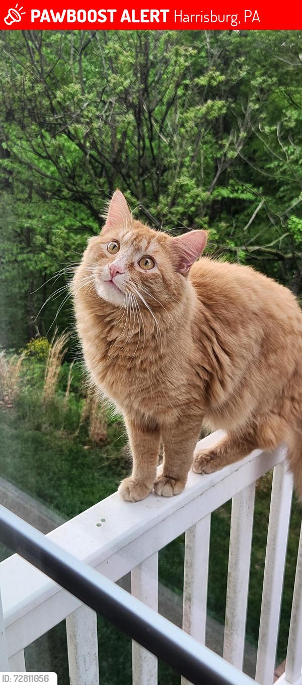 Lost Male Cat last seen Union deposit, Harrisburg, PA 17111