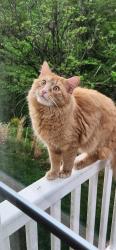 Lost Male Cat last seen Union deposit, Harrisburg, PA 17111
