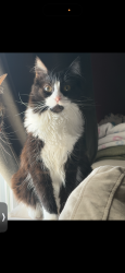 Lost Female Cat last seen High point central high school , High Point, NC 27262