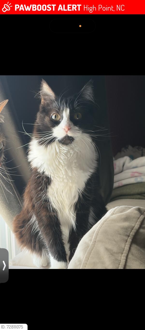 Lost Female Cat last seen High point central high school , High Point, NC 27262