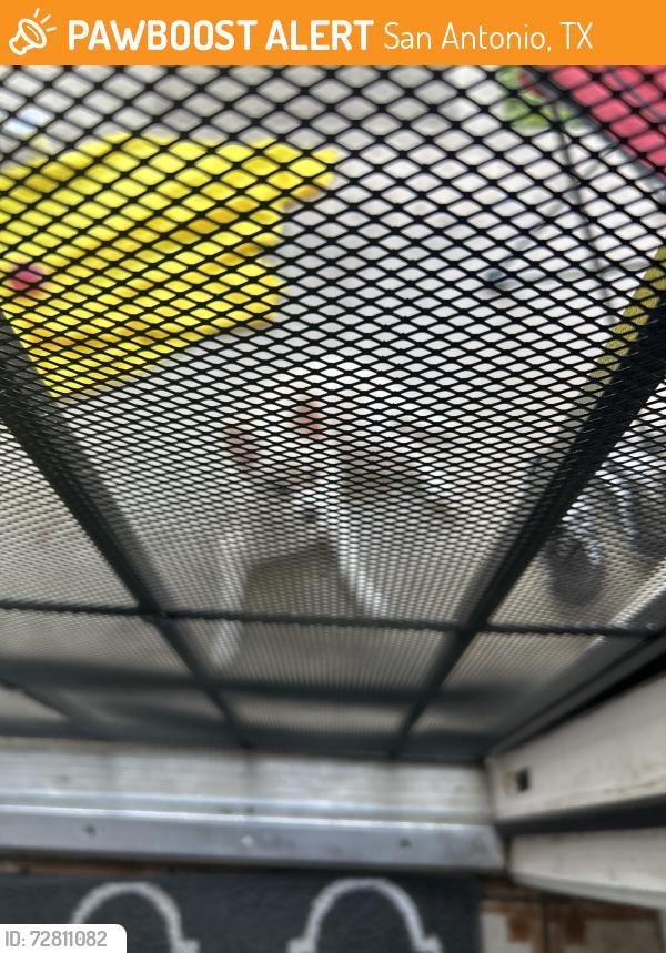 Found/Stray Unknown Dog last seen Pure rd, San Antonio, TX 78240