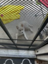 Found/Stray Unknown Dog last seen Pure rd, San Antonio, TX 78240
