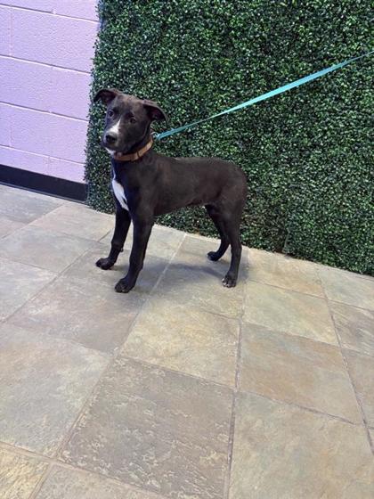 Shelter Stray Male Dog last seen Near FEWEL ST, EL PASO, TX, 79902, CITY of El Paso, TX, Fort Bliss, TX 79906
