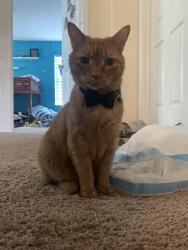 Lost Male Cat last seen Atlantic dr Ruskin 33570, Ruskin, FL 33570