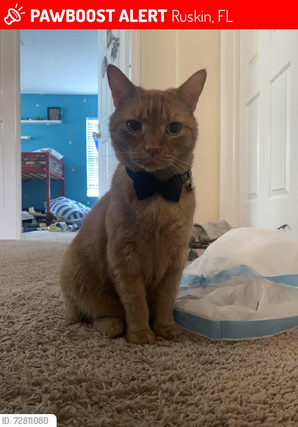Lost Male Cat last seen Atlantic dr Ruskin 33570, Ruskin, FL 33570