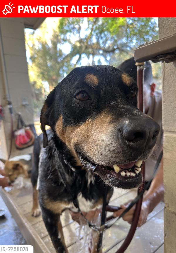 Lost Male Dog last seen Ocoee Hills Rd, Reba Ave, Ocoee, FL 34761
