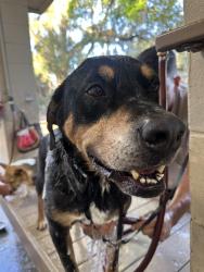 Lost Male Dog last seen Ocoee Hills Rd, Reba Ave, Ocoee, FL 34761