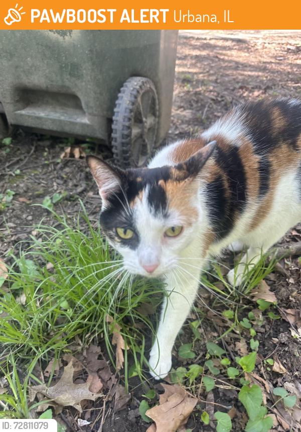 Found/Stray Female Cat last seen Coler, Urbana, IL 61801