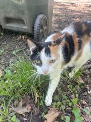 Found/Stray Female Cat last seen Coler, Urbana, IL 61801