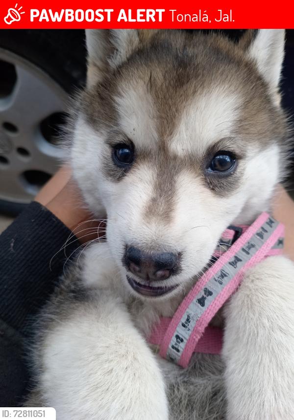 Lost Female Dog last seen Cuauhtémoc Cárdenas , Tonalá, Jal. 45412