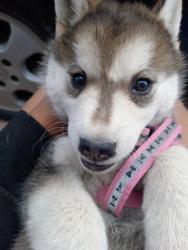 Lost Female Dog last seen Cuauhtémoc Cárdenas , Tonalá, Jal. 45412