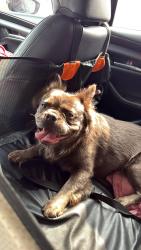 Found/Stray Male Dog last seen Near Mason rd, Cypress, TX 77433