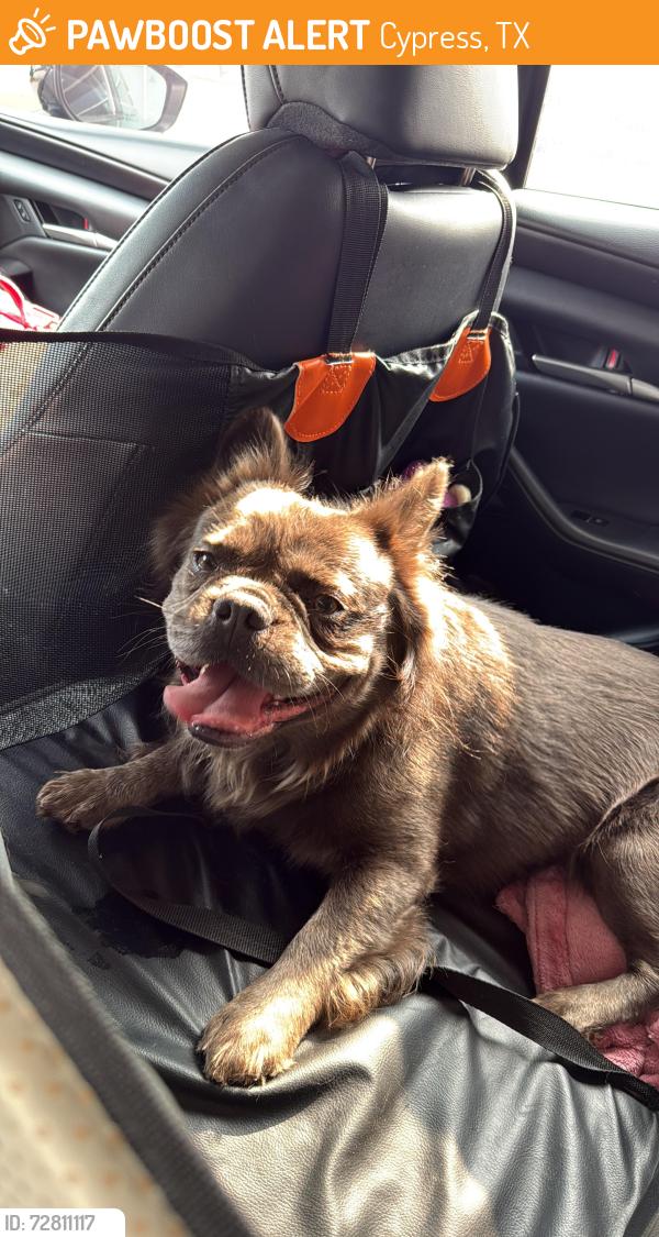Found/Stray Male Dog last seen Near Mason rd, Cypress, TX 77433