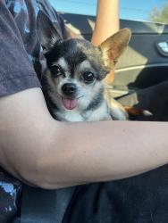 Lost Female Dog last seen Del Valle Ave and Fairgrove Ave , La Puente, CA 91744