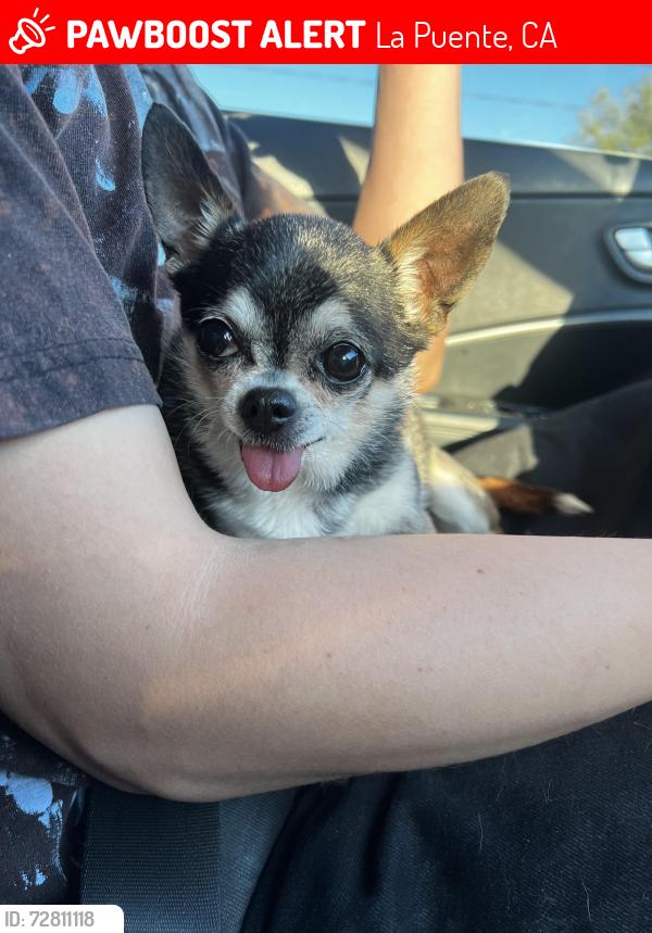 Lost Female Dog last seen Del Valle Ave and Fairgrove Ave , La Puente, CA 91744