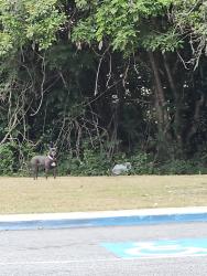 Found/Stray Unknown Dog last seen Wellston trail warner robins ga , Warner Robins, GA 31088