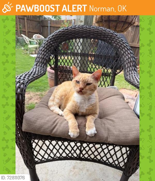 Found/Stray Unknown Cat last seen 36th and Main - close to Sams Club, Norman, OK 73026