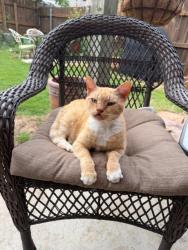 Found/Stray Unknown Cat last seen 36th and Main - close to Sams Club, Norman, OK 73026
