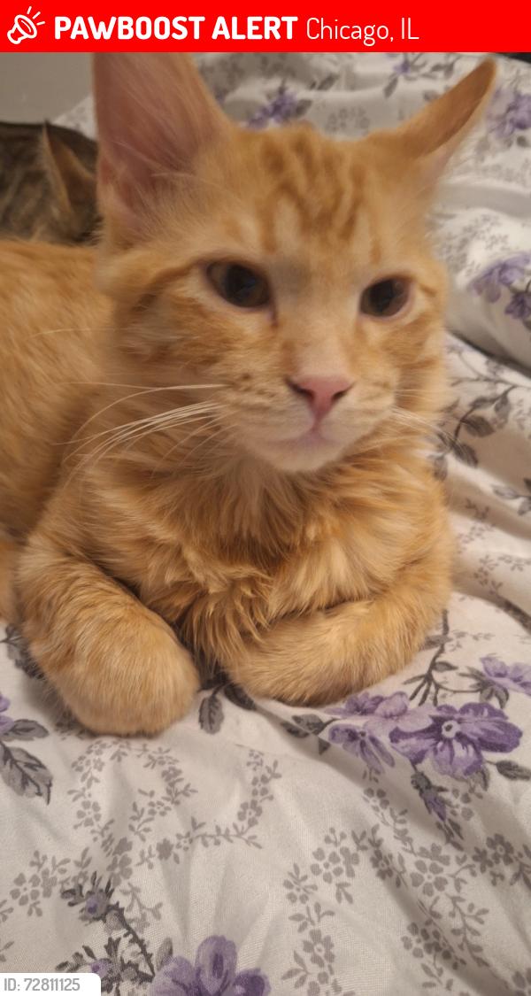 Lost Male Cat last seen Church by a cafe, Chicago, IL 60632
