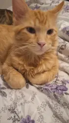 Lost Male Cat last seen Church by a cafe, Chicago, IL 60632