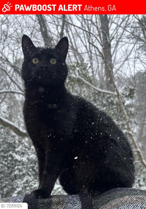 Lost Male Cat last seen Near Botanical Gardens, Athens, GA 30606