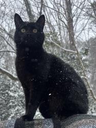 Lost Male Cat last seen Near Botanical Gardens, Athens, GA 30606