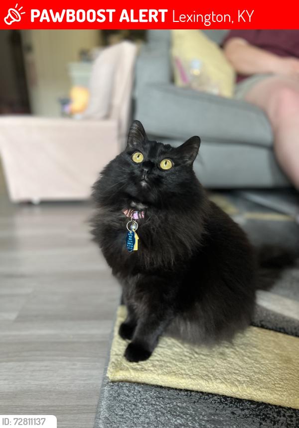 Lost Female Cat last seen Armstrong mill Dr, Lexington, KY 40517