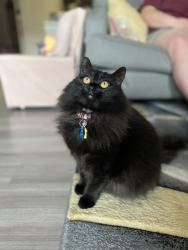 Lost Female Cat last seen Armstrong mill Dr, Lexington, KY 40517