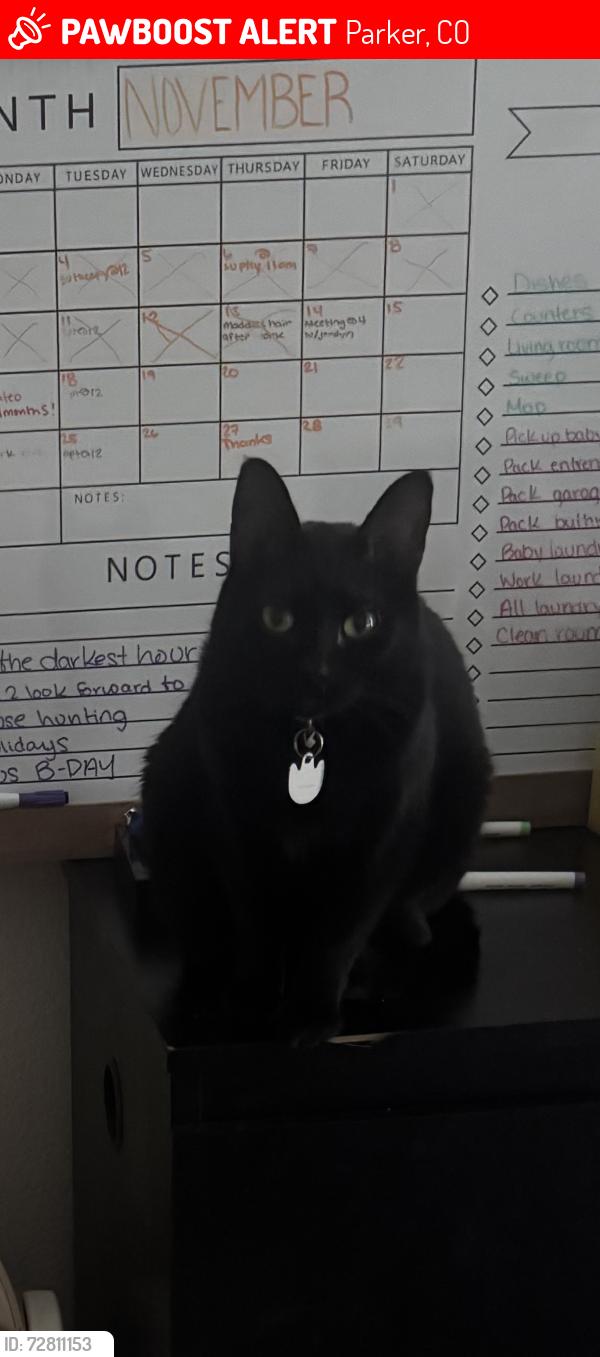 Lost Female Cat last seen e hickock dr parker co, Parker, CO 80134