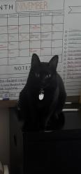 Lost Female Cat last seen e hickock dr parker co, Parker, CO 80134