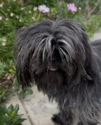 Reunited Female Dog last seen Almeria Middle School, Fontana, CA 92336