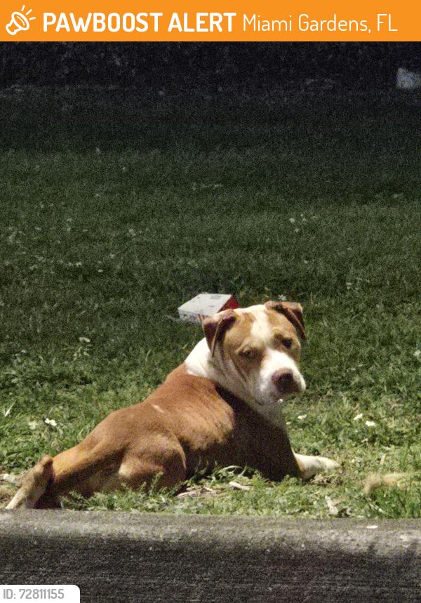 Found/Stray Male Dog last seen 183rd and 57th Ave Miami Gardens FL 33055, Miami Gardens, FL 33056