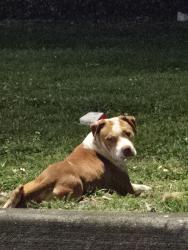 Found/Stray Male Dog last seen 183rd and 57th Ave Miami Gardens FL 33055, Miami Gardens, FL 33056