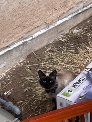 Found/Stray Female Cat last seen 4th and Aztec , Albuquerque, NM 87107