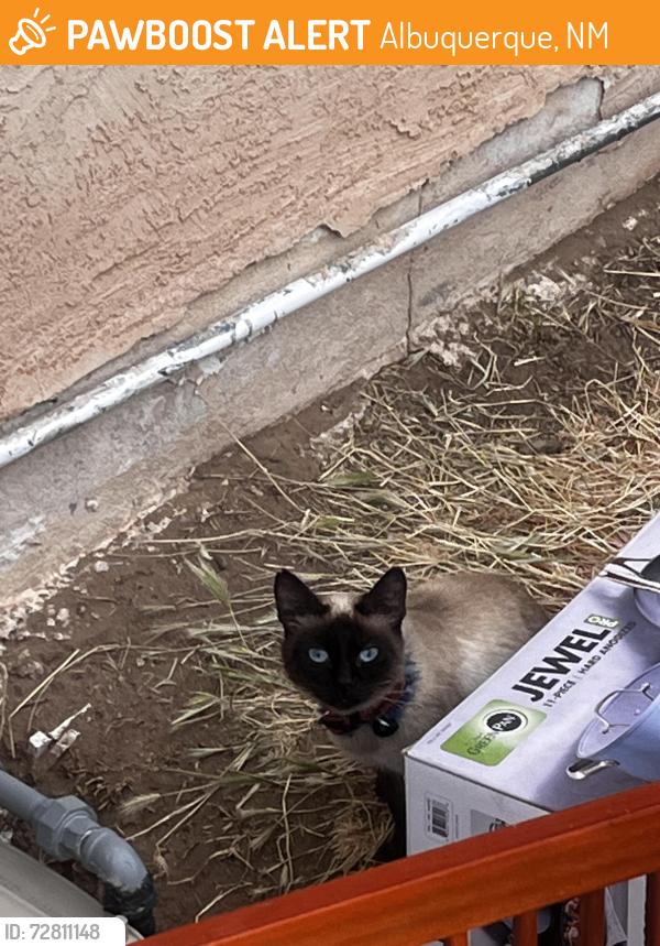 Found/Stray Female Cat last seen 4th and Aztec , Albuquerque, NM 87107