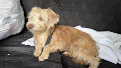 Found/Stray Female Dog last seen Pebble creek, Greenville County, SC 29609